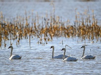 黃河濕地引天鵝