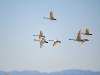 黃河濕地引天鵝