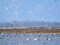 黃河濕地引天鵝