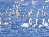 黃河濕地引天鵝