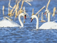 黃河濕地引天鵝