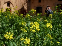 春日尋芳 多彩山鄉