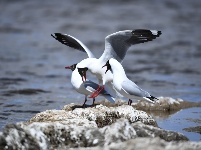 組圖：春臨青海湖