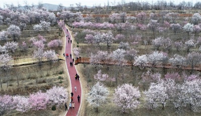 組圖：春花爛漫時