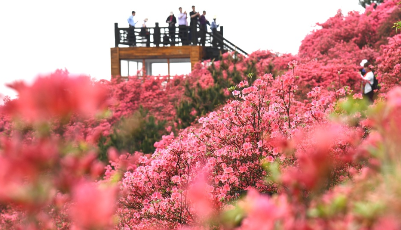 杜鵑花海引客來