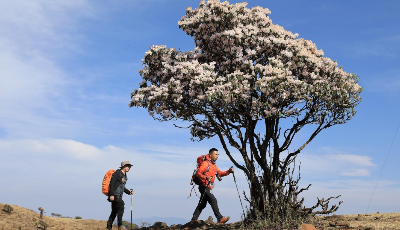 十余萬畝野生杜鵑花盛開