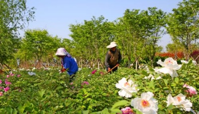 五一小長(zhǎng)假：童夢(mèng)香村醉游人 牡丹芳菲芍藥俏