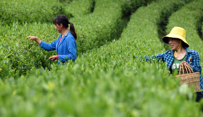 “隴上江南”采茶忙