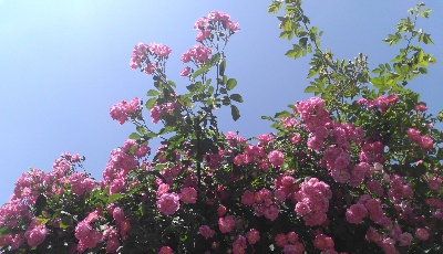 為農民工“護薪”！“欠薪”案件處理仲裁審限將縮短至三十日內