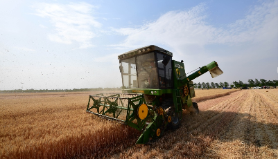 河南：小麥陸續開鐮收獲