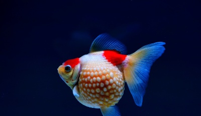 上萬尾金魚斗艷