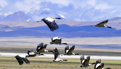 多慶湖畔黑頸鶴