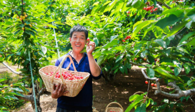 1天250噸山東大櫻桃！天貓618“吃”出一個“千萬爆款村”