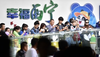 高原西寧首家熊貓館對外開放 