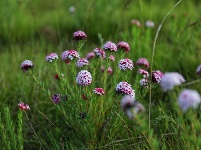 原子城：鮮花開滿草原