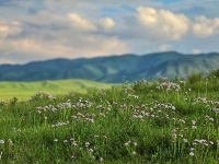 原子城：鮮花開滿草原