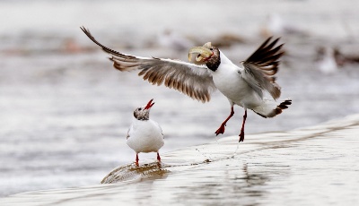 青海湖迎來湟魚洄游季