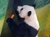 大熊貓姐弟北上 “樂不思蜀”