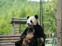 大熊貓姐弟北上 “樂不思蜀”