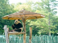 大熊貓姐弟北上 “樂不思蜀”