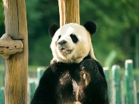 大熊貓姐弟北上 “樂不思蜀”