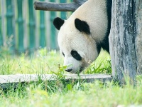 大熊貓姐弟北上 “樂不思蜀”