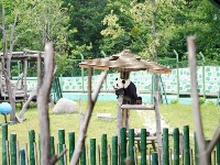 大熊貓姐弟北上 “樂不思蜀”