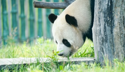 大熊貓姐弟北上 “樂不思蜀”