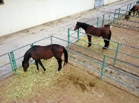 山丹馬場駿馬歡