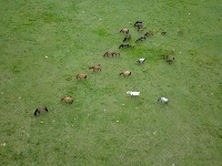 山丹馬場駿馬歡