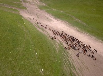 山丹馬場駿馬歡