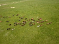 山丹馬場駿馬歡