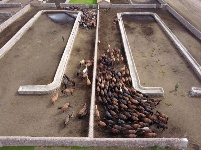 山丹馬場駿馬歡