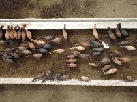 山丹馬場駿馬歡