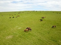 山丹馬場駿馬歡