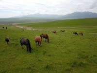 山丹馬場駿馬歡