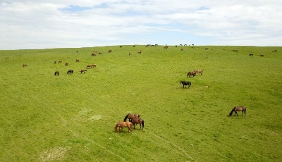 山丹馬場駿馬歡