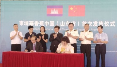 柬埔寨香蕉取道青島東方鼎信首進山東