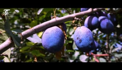 “天山優品”為媒 助推伽師農產品走向全國