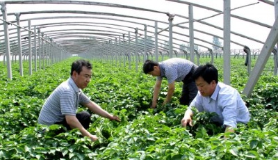 青岛市唯一入围的银行机构！青岛农商银行中标农业部金融创新政府采购项目