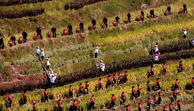 （700字說70年）70年，中國糧食年產量增長近5倍