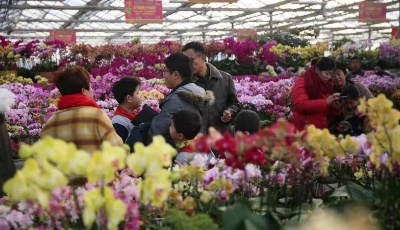 “时尚青岛花满城”青岛市首届年宵花节启幕