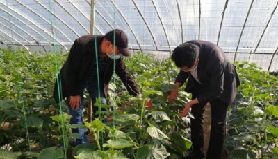 青岛农业农村局印发意见 确保蔬菜产品正常生产供应