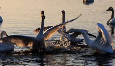“大天鵝之鄉”鳴唱“冬日戀歌”