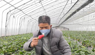 抗击疫情和指导生产两不误！ 青岛开足马力战春耕