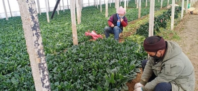 滞销怎么办？山东助推农产品线上销售解难题