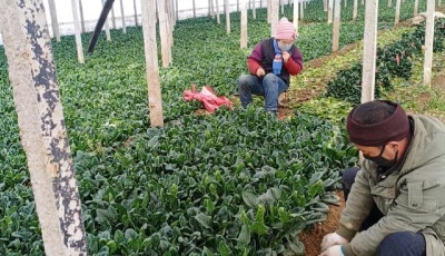 滯銷怎么辦？山東助推農產品線上銷售解難題