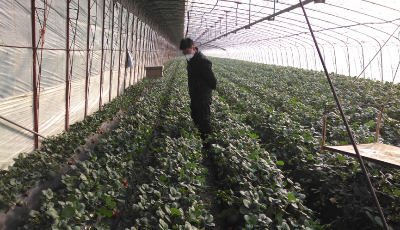 每天产出量200-300吨！青岛草莓产销平稳