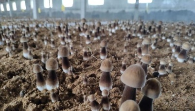 青岛市农技中心多措并举为食用菌企业破解“卖难”问题