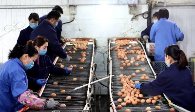 青島夢圓科技：抓防疫促生產 日供雞蛋30噸